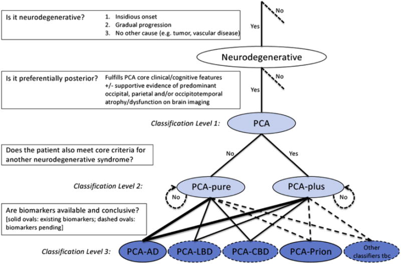 Diagnostic process and PCA classification. Key diagnostic questions at each level are shown in boxes. Syndrome-level descriptions (classification levels 1 and 2) are lightly shaded and disease-level descriptions (classification level 3) are darkly shaded. Among the disease-level classifications, PCA-AD and PCA-prion (solid ovals) are distinguished from PCA-LBD and PCA-CBD (dashed ovals) owing to the current availability of in vivo pathophysiological biomarkers. Other disease-level classifications may be appropriate (e.g., a patient with PCA plus visual hallucinations may have LBD-variant of AD) or anticipated (e.g., PCA attributable to GRN mutations). The thickness of lines connecting classification levels 2 and 3 is intended to reflect the status of AD as the most common cause of PCA. Abbreviations: AD, Alzheimer’s disease; CBD, corticobasal degeneration; LBD, Lewy body disease; PCA, posterior cortical atrophy; tbc, to be confirmed.