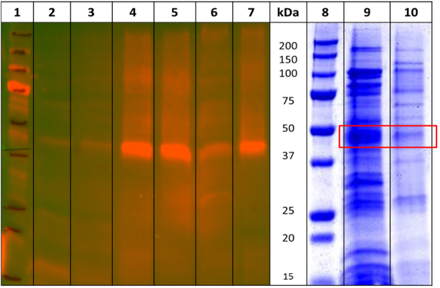 Anti-His western blot (lanes 1–7) and coomassie-stained SDS-PAGE (lanes 8–10) analysis of FlaghΔCB1T4Lhis6 receptor affinity purification. The lane contents are as follows: proteins in cells lysate unbound to FLAG M2 affinity resin (2), resin wash before (3) and after elution (6), FlagΔhCB1T4Lhis6 receptor eluates from FLAG M2 affinity resin (4, 5, 10) and FlagΔhCB1T4Lhis6 receptor eluates from His-tag based IMAC Talon resin (7, 9). The red box denotes the bands corresponding to the FlaghΔCB1T4Lhis6 receptor.