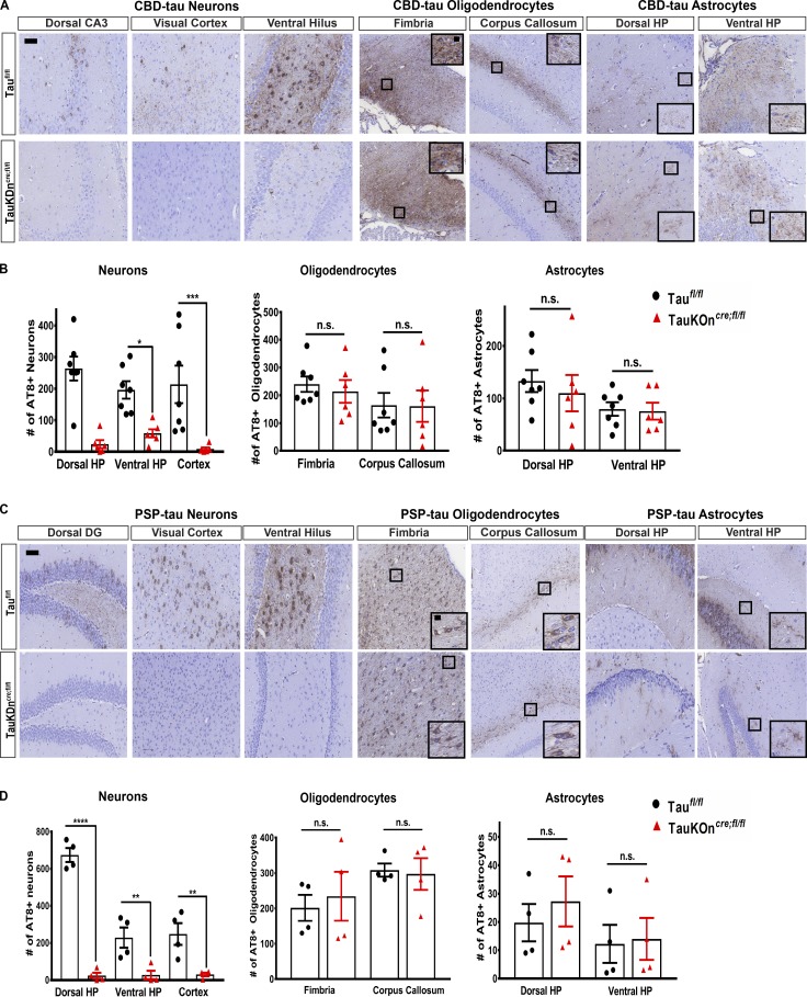 Seeding of glial tau pathology in TauKDncre;fl/fl mice. (A) AT8 IHC on CBD-tau–injected TauKDncre;fl/fl (n = 6) and Taufl/fl mice (n = 7) 3 mo p.i. Two independent experiments. Scale bars, 50 µm; inset, 10 µm. (B) Quantification of AT8+ neurons, oligodendrocytes, and astrocytes. Mean ± SEM plotted. One-way ANOVA with Bonferroni post hoc test: neurons, P = 0.0001; oligodendrocytes, P = 0.4879; astrocytes, P = 0.2285; post hoc: *, P < 0.05, **, P < 0.01, ***, P < 0.001. (C) AT8 IHC on PSP-tau–injected TauKDncre;fl/fl and Taufl/fl mice (n = 4 each) 3 mo p.i. Two independent experiments. Scale bars, 50 µm; inset, 10 µm. (D) Quantification of AT8+ neurons, oligodendrocytes, and astrocytes. Mean ± SEM plotted. One-way ANOVA with Bonferroni post hoc test: neurons, P = 0.0001; oligodendrocytes, P = 0.343; astrocytes, P = 0.504; post hoc: *, P < 0.05, **, P < 0.01, ***, P < 0.001, ****, P < 0.0001. n.s., not significant.