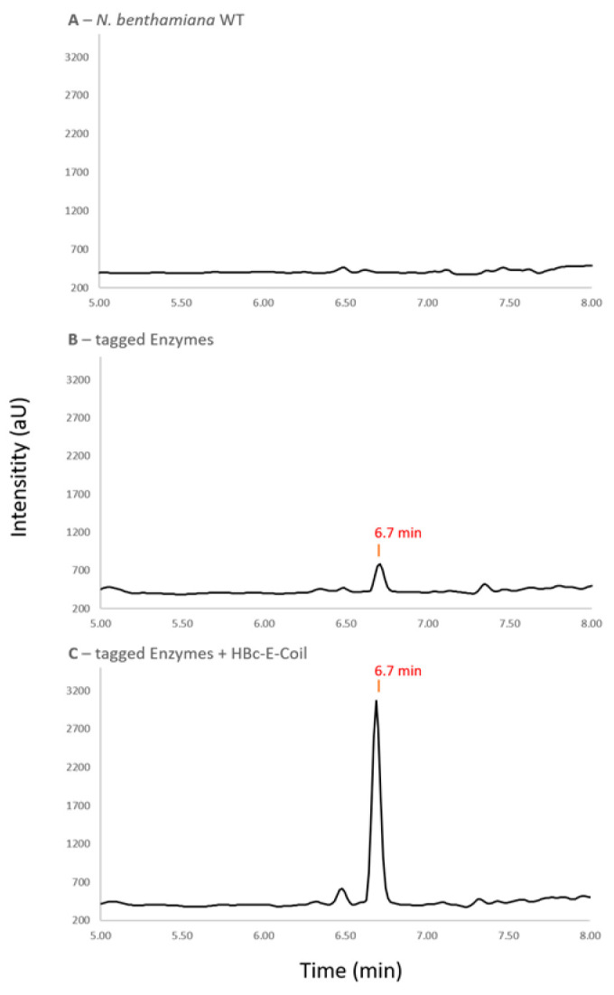 Metabolite analysis of plant extracts via HPLC-MS. Excerpt of chromatogram in negative single ion mode (385.2) for the detection of olivetolic acid glucoside (retention time = 6.7 min). (A) metabolite extract from N. benthamiana wild type; (B) plants expressing pathway enzymes tagged with K-coil (AAE1-K-coil, OLS-K-coil, and OAC-K-coil); (C) plants expressing pathway enzymes tagged with K-coil together with the E-coil functionalized HBc VLPs scaffold (HBc-E-coil).