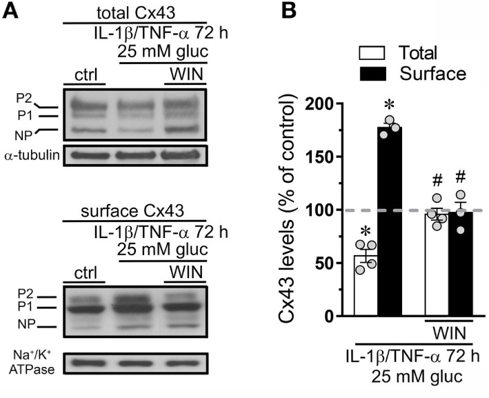 WIN counteracts the increase in surface levels of connexin 43 (Cx43) induced by high glucose and IL-1β/TNF-α in endothelial cells. (A) Total (upper panel) and surface (bottom panel) levels of Cx43 by EAhy cells treated for 72 h with 5 mM glucose (control), 25 mM glucose, and IL-1β/TNF-α alone or in combination with 5 µM WIN. The Cx43 phosphorylated (P1–P2) and non-phosphorylated (NP) forms are indicated in the left. Total and surface amount of each analyzed band were normalized according to the amount of α-tubulin and Na+/K+ ATPase detected in each lane, respectively. (B) Quantification of total (white bars) and surface (black bars) amount of Cx43 normalized to control (dashed line) in EAhy cells harvested 72 h after treatment with 25 mM glucose and IL-1β/TNF-α alone or in combination with 5 µM WIN. *p < 0.05, IL-1β/TNF-α and high glucose compared to control; #p < 0.05, effect of each cannabinoid compared to the effect induced by IL-1β/TNF-α and high glucose (two-tailed Student’s unpaired t-test). Averaged data were obtained from at least three independent experiments (see scatter dot plot).