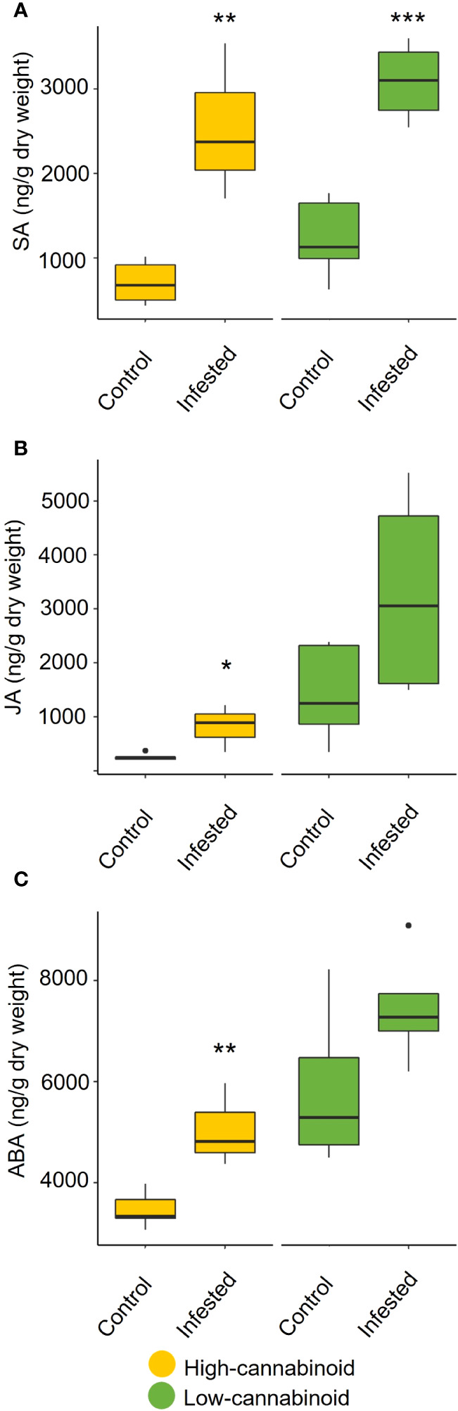 Cannabis aphid feeding impacts phytohormone levels. Eight-week-old hemp plants were infested with 10 mixed life stages of aphids and cannabinoid levels were analyzed 20 days post-infestation. The cannabinoids include (A) salicylic acid (SA), (B) jasmonic acid (JA), and (C) abscisic acid (ABA) production in infested and uninfested leaves for each cultivar. Statistical analysis was performed using a t-test. Asterisks indicate significance *P < 0.05, **P < 0.01, ***P < 0.001.