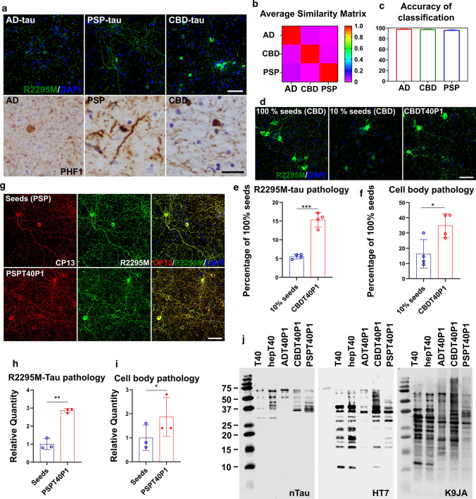 Fidelity of in vitro amplification is maintained among different tau strains. a Upper panel: ICC of AD-tau-, CBD-tau- or PSP-tau-treated WT mouse neurons reveals distinct patterns of mouse tau pathology visualized using a mouse tau-specific antibody (R2295M); scale bar = 50 µm; lower panel: IHC of AD, CBD, PSP patient brain sections stained with PHF1 anti-phospho-tau antibody; Scale bar = 50 µm. b The average similarity matrix generated by WND-CHARM software based on morphological patterns of mouse tau pathology induced by AD-tau, CBD-tau, PSP-tau in WT neurons. c The accuracy of pretrained WND-CHARM software in the differentiation of mouse tau pathology induced by AD-tau, CB-tau, and PSP-tau in WT mouse neurons. d ICC of neurons treated with CBD-tau seeded T40 (CBDT40P1) and controls; Scale bar = 50 µm. e Quantification of R2295M-tau pathology in d; ***P < 0.001; unpaired t test; n = 4. f Cell body pathology count of d; *P < 0.05; unpaired t test; n = 4. g ICC of neurons treated with PSP-tau seeded T40 (PSPT40P1) and controls; Scale bar = 50 µm. h Quantification of R2295M-tau pathology in g; **P < 0.01; unpaired t test; n = 3. i Cell body tau pathology count in g; *P < 0.01; unpaired t test; n = 3. j Immunoblots of proteinase K digestion products of ADT40P1, CBDT40P1, and PSPT40P1 with a C-terminal Tau antibody (K9JA), proline-rich domain tau antibody (HT7) and N-terminal Tau antibody (nTau)