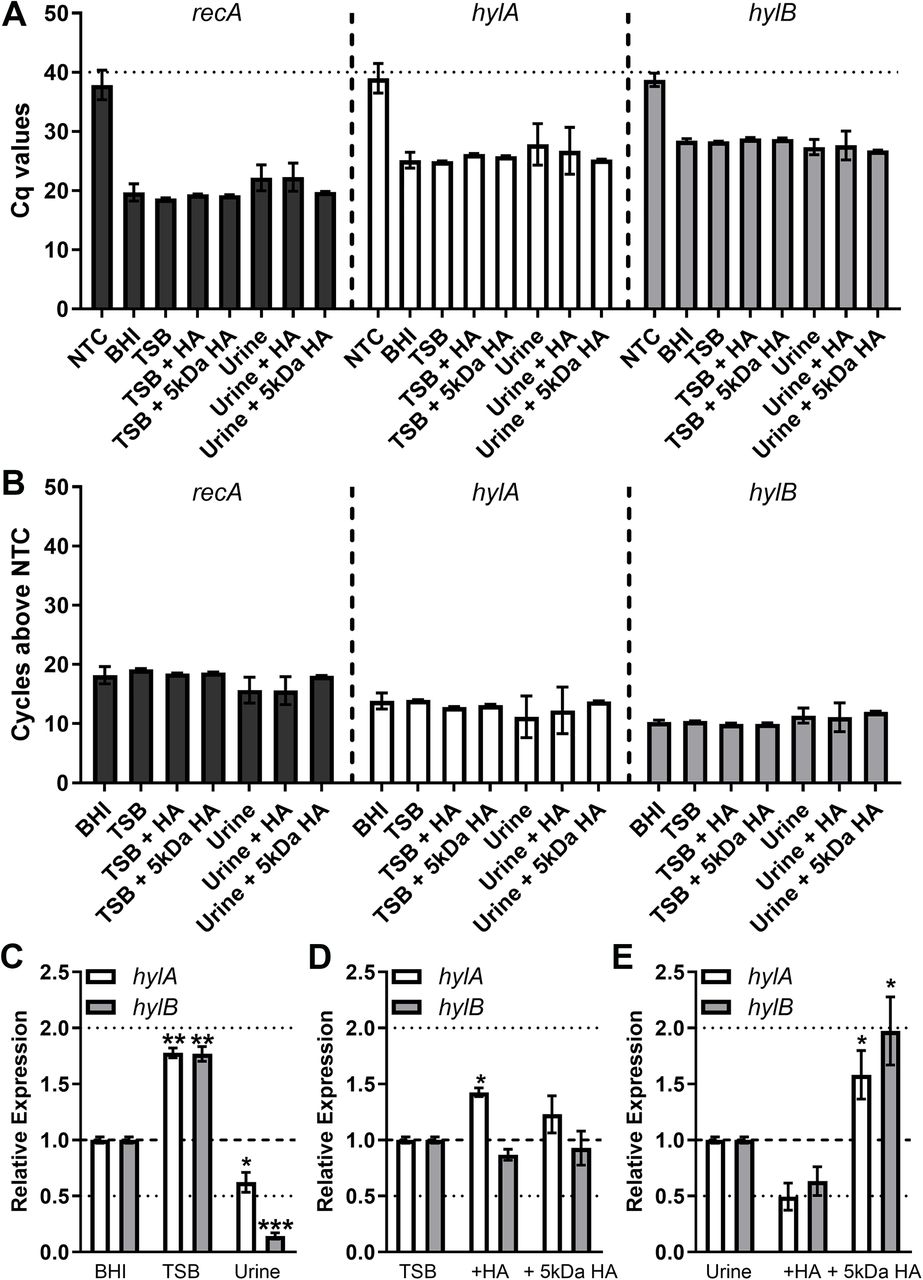 Expression profiles of hylA and hylB in E. faecalis V587.E. faecalis strain V587 was cultured in BHI, 0.5X TSB, or human urine with or without supplementation with unfractionated high molecular weight HA or 5 kDa HA, and mRNA levels of recA, hylA, and hylB were determined by quantitative RT-PCR. (A) Cycle thresholds achieved for each gene compared to a no-template control (NTC). (B) Data display the number of cycles below the NTC at which each transcript was detected. (C) Expression of hylA and hylB were normalized to the recA housekeeping gene and expression across different growth media was compared to expression in BHI by the ΔΔCT method. (D-E) Induction of expression by the presence of HA was determined by comparison to expression in unsupplemented TSB (D) or urine (E). Error bars represent mean ± standard deviation (SD) for at least two independent experiments with two technical replicates each. *P<0.05, **P<0.01 by Wilcoxon signed rank test against a hypothetical value of 1.0.