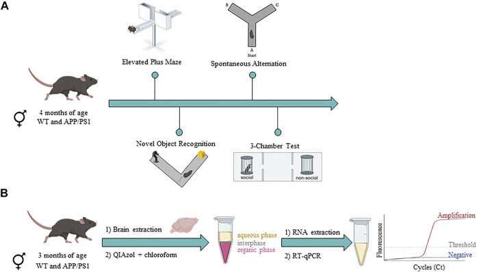 Timeline of experimental procedures in male and female WT and APP/PS1 mouse line. (A) Behavioral assessment in WT (male n = 9; female n = 12) and APP/PS1 (male n = 13; female n = 11) mice at 4 months of age. (B) Gene expression analysis in WT (male n = 9–10; female n = 9–10) and APP/PS1 (male n = 9–10; female n = 9–10) mice at 3 months of age. Figure created with BioRender.com.
