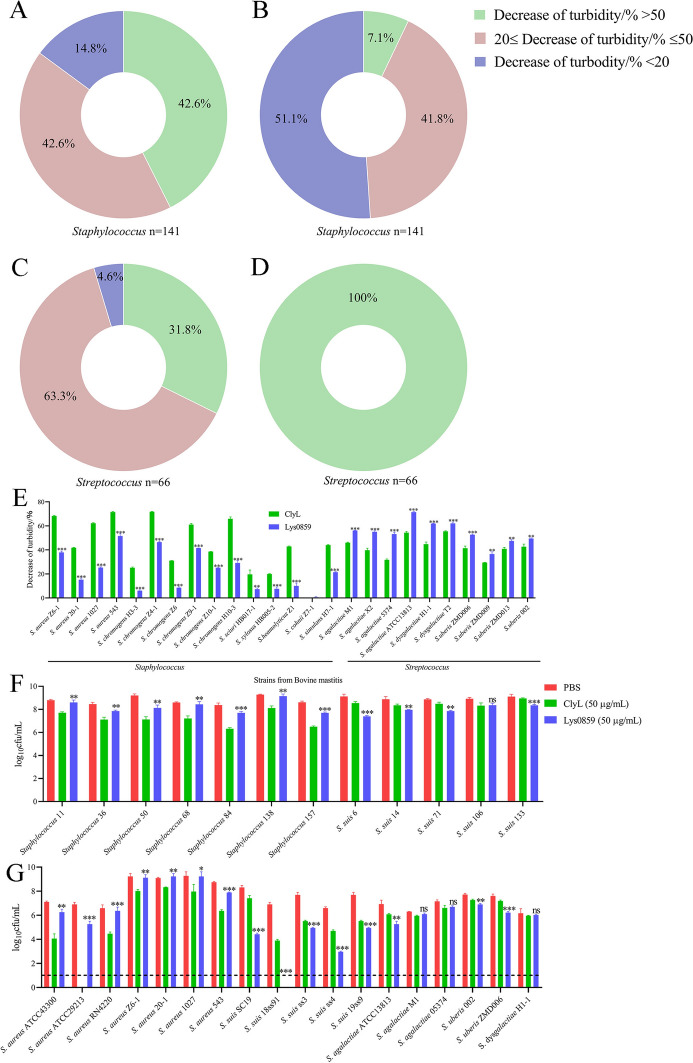 The phages lysin ClyL and Lys0859 could effectively lyse bacteria isolated from sows with endometritis and bovine mastitis. A–D The antibacterial activity of Lys0859 (50 μg/mL) and ClyL (50 μg/mL) against clinical bacteria isolated from sows subjected to endometritis at 37 °C for 1 h. The values of turbidity decrease were classified into three parts: a decrease in turbidity > 50%, a 20% ≤ decrease in turbidity ≤ 50%, and a decrease in turbidity < 20%. The proportions of the three parts are presented in a circular figure. The proportions of the decrease in ClyL turbidity against Staphylococcus and Streptococcus are listed in A and C, respectively. The proportions of Lys0859 turbidity decreases against Staphylococcus and Streptococcus are listed in B and D, respectively. E The antibacterial activity of Lys0859 (50 μg/mL) and ClyL (50 μg/mL) against clinical bacteria isolated from bovine mastitis. F, G The bacterial count test was used to evaluate the bactericidal activity of Lys0859 (50 μg/mL) and ClyL (50 μg/mL) against Staphylococcus and Streptococcus strains isolated from sows with endometritis (F) and bovine mastitis (G). Significant differences between the Lys0859 groups and ClyL groups were determined by Student’s t test (** P < 0.01, and *** P < 0.001). The data represent the mean ± SD of three independent experiments.