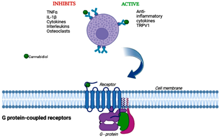 Illustrative diagram of the process of activation of protein G by cannabidiol. Protein G is a membrane receptor, so CBD needs to reach the cell membrane to perform its effect. This can be activation or inhibition, as described in the image. Created by: Biorender.com.