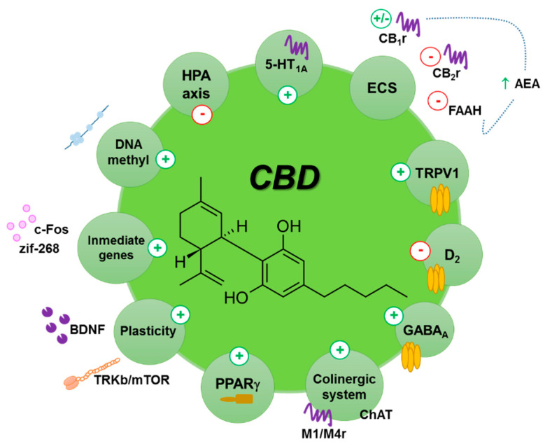 Schematic representation of the main hypothesized mechanisms described for the anxiolytic, antidepressant and antipsychotic actions of CBD. AEA: anandamide; 5-HT1A: serotonin receptor 1A; BDNF: brain delivered neurotrophic factor; CB1r: cannabinoid CB1 receptor; CB2r: cannabinoid CB2 receptor; ChAT: choline acetyltransferase; D2: dopamine receptor D2; DNA methyl: DNA methylation; ECS: endocannabinoid system; FAAH: fatty acid amide hydrolase; HPA axis: hypothalamus pituitary-axis; M1/M4r: muscarinic receptor 1 and 4; PPARγ: peroxisome proliferator activated receptor gamma; TRKb/mTOR: tropomyosin-receptor-kinase B/mammalian target of rapamycin; TRPV1: transient receptor potential cation channel subfamily V member 1.