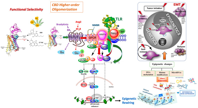 Cannabinoid type 1 (CB1) receptor participates in a multimeric receptor complex with neuromedin B receptor (NMBR), neuraminidase 1 (Neu-1), and Toll-like receptor (TLR). Here, the biased CB1 GPCR platform potentiates Neu-1 and MMP-9 cell surface crosstalk, mediating TLR glycosylation modification and transactivation and subsequent NF-kB-induced epigenetic rewiring. ∆9-tetrahydrocannabinol (THC), an orthosteric ligand, and cannabidiol (CBD), an allosteric ligand, alongside the N-terminus and location of the orthosteric and allosteric binding sites, are illustrated concerning CB1 cannabinoid receptors. Notes: CB1 agonists stimulation of the biased CB1 GPCR induces receptor heterodimerization with NMBR, wherein NMBR-induced activation of MMP-9 allows the endopeptidase to cleave the elastin binding protein and expose the catalytic sialidase domain of Neu-1. The sialidase domain of Neu-1 hydrolyzes alpha-2,3-sialic acid from the glycosylated receptor, TLR, reducing the steric hindrance, which facilitates TLR dimerization, activation, and cellular signaling. The resultant downstream signaling mediates the phosphorylation of the IkB subunit, which facilitates the translocation of NF-kB to the nucleus, enabling epigenetic modulation of gene expression [8,89]. Citation: Reprinted/Adapted with permission, Bunsick et al. [52], Qorri et al. [86], Jakowiecki et al. [87], Reber et al. [88], and Marquardt et al. [90] Licensee MDPI, Basel, Switzerland. These articles are openaccess articles distributed under the terms and conditions of the Creative Commons Attribution (CCBY) license (http://creativecommons.org/licenses/by/4.0/ (23 April 2021), which permits unrestricted use, distribution, and reproduction in any medium, provided the original author and source are properly credited.