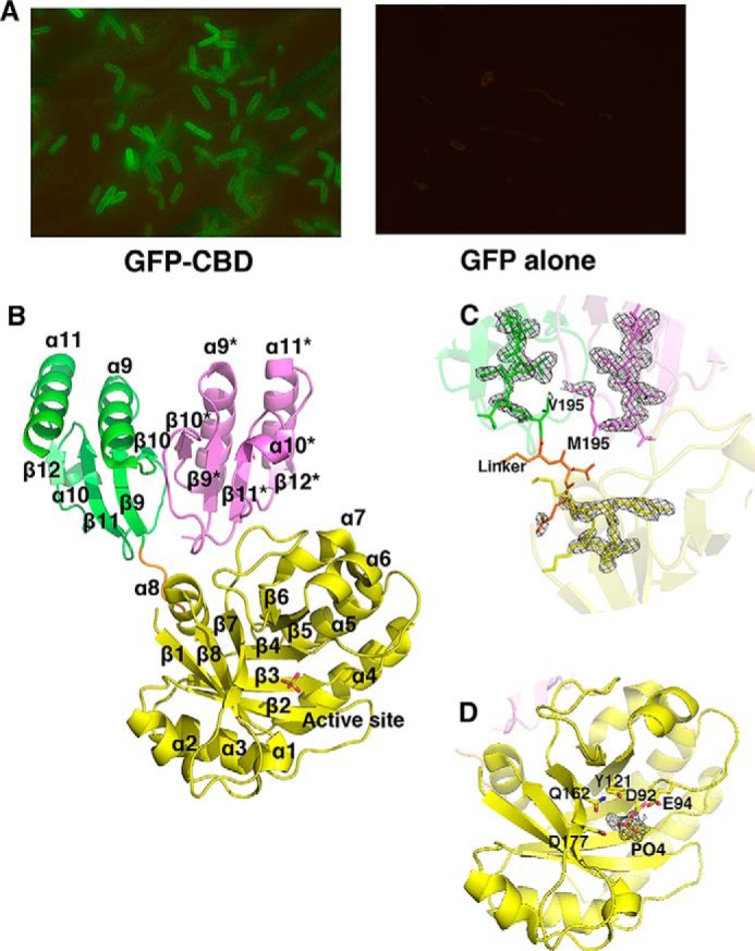 A, fluorescence microscopy images of binding of GFP-CBD to cells of C. tyrobutyricum (left, ×100 magnification lens) and GFP alone (right, ×40 magnification lens) showing no binding. B, ribbon diagram of the CTP1L endolysin in activated form, consisting of a complex between one copy of the full-length endolysin and one copy of the truncated C-terminal domain (tCBD) in pink. The EAD is colored in yellow, and the active site is marked with the phosphate ion shown as sticks. The CBD that is part of the full-length endolysin is colored green. The secondary structure elements are labeled, and the linker between domains is colored orange. C, enlargement of the interface between the CBD, the truncated CBD, and the EAD, showing an electron density Fo − Fc omit map at 3σ contour level. The residue Val-195 at the start of the CBD and Met-195 at the start of the truncated CBD are highlighted. D, enlargement of the active site area, showing the residues that coordinate the phosphate ion in sticks. An Fo − Fc omit map of the phosphate ion is shown at 3σ contour level.