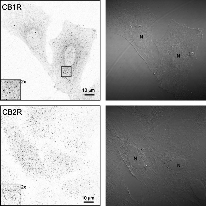 Immunocytochemical detection of CB1R and CB2R. The left panels display confocal microscopy images of astrocytes, fluorescently labeled with antibodies against CB1R (top) and CB2R (bottom). In these grayscale renderings, higher fluorescence intensity appears dark/black, whereas lower signal and background appear light/white. A 2× magnified view of the marked region is shown in the bottom‐left inset. The corresponding transmitted light images are shown in the right panels. N, nucleus.