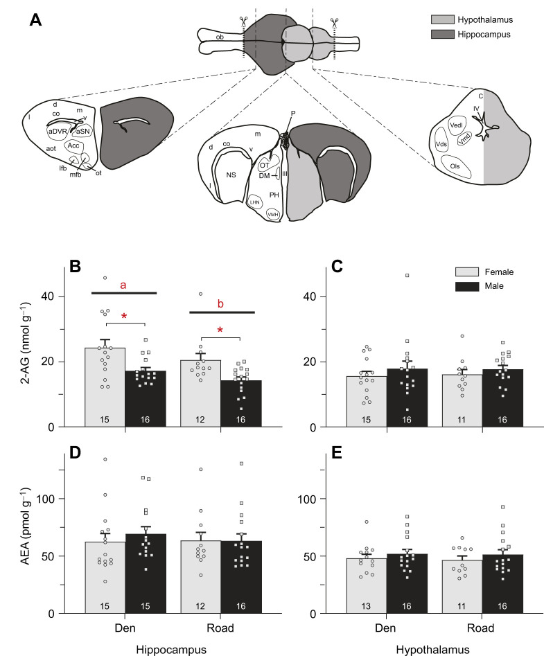 Migratory red-sided garter snakes have lower 2-AG concentrations in the hippocampus compared with non-migratory snakes. (A) The diencephalon, where the primary neuroendocrine structure is the hypothalmus, and the telencephalon, which includes the functional homolog of the hippocampus and medial amygdala, were microdissected from male and female garter snakes. We refer to these structures as the hypothalamus (light gray shading) and hippocampus (dark gray shading), respectively. (B,C) 2-AG in the hippocampus and hypothalamus, respectively. (D,E) Anandamide (AEA) in the hippocampus and hypothalamus, respectively. Female (light gray bars, circles) and male (dark gray bars, squares) snakes were collected from a den prior to migration and from a road during the initial stages of migration. Lowercase letters indicate significant differences between snakes collected from the den versus road (P=0.038, main effects from a two-way ANOVA). Asterisks above brackets indicate significant differences between sexes within each collection site (P≤0.011, from a Student–Newman–Keuls pairwise multiple comparisons test). Bars are means+1 s.e.m. Numbers along the x-axis indicate n values for each group. Brain region abbreviations: Acc, nucleus accumbens; aDVR, anterior dorsal ventricular ridge; aot, accessory olfactory tract; aSN, anterior septal nucleus; C, cerebellum; co, cortex; d, dorsal cortex; DM, dorsomedial thalamic nucleus; III, third ventricle; IV, fourth ventricle; l, lateral cortex; lfb, lateral forebrain bundle; LHN, lateral posterior hypothalamic nucleus; m, medial cortex; mfb, medial forebrain bundle; NS, nucleus sphericus; ob, olfactory bulb; Ols, superior olive; ot, olfactory tubercle; OT, optic tectum; P, pineal gland; PH, periventricular hypothalamic nucleus; Vds, descending nucleus of the trigeminal nerve; v, lateral ventricle; Vedl, dorsolateral vestibular nucleus; Vmd, dorsal motor nucleus of the trigmeminal nerve; VMH, ventromedial hypothalamic nucleus. (Brain schematics adapted from Maine et al., 2014.)