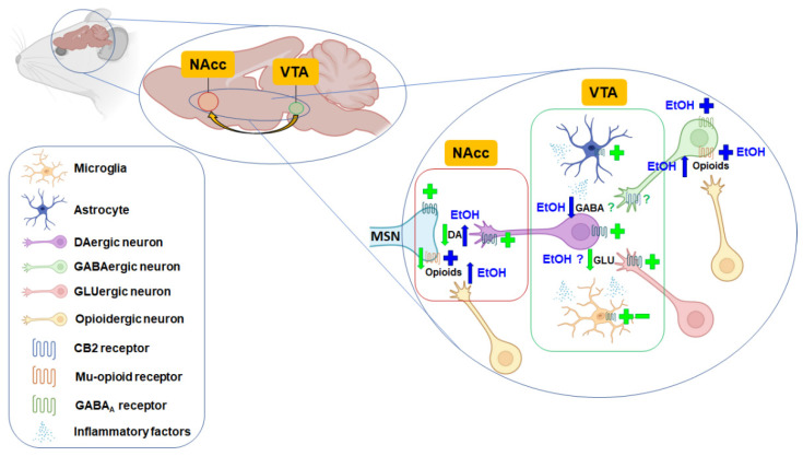 Graphic diagram illustrating the proposed mechanisms involved in ethanol actions (blue) and CB2r-mediated regulation of the mesolimbic DA system (green) according to studies performed in rodents. Ethanol increases the release of dopamine in the nucleus accumbens (NAcc) mainly by increasing the release of endogenous opioids acting on mu-opioid receptors and inhibiting GABAergic neurotransmission. The activation of CB2r induces different actions depending on its location: (1) reduction of dopamine (DA) release from ventral tegmental area (VTA) DAergic neurons projecting to the NAcc; (2) reduction of glutamate (GLU) release from GLUergic neurons projecting to VTA DAergic neurons; (3) modulation of inflammatory factors’ release from microglia or astrocytes, and (4) reduction of mu-opioid receptors density in the NAcc. According to available evidence, the role of CB2r in regulating GABA release from GABAergic terminals projecting to VTA DAergic neurons is not entirely clear. MSN: GABAergic inhibitory medium spiny neuron. Created with Biorender.com. +: activation/agonism; -: inhibition/antagonism; ↓: reduction; ↑: increase.