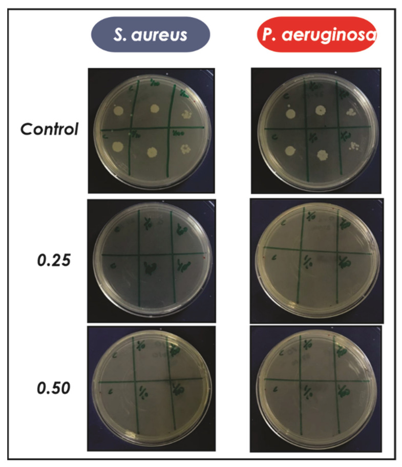 Antimicrobial activity of AgNPs against S. aureus and P. aeruginosa for different ratios of AgNPs/inoculum (0.25 and 0.50). After 24 h at 37 °C, three different dilutions were seeded in Petri dishes in duplicate. Finally, the viability of the microorganisms was evaluated at 24 h.