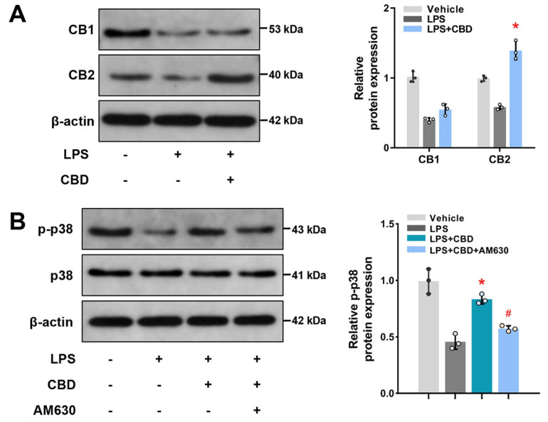 CBD activates the CB2-dependent p38 MAPK pathway. (A) BMSCs were pretreated with LPS (10 μg/ml) for 12 hrs, then CBD (2.5 μM) were added and cultured for another 12 hrs. Western blots and quantitative analysis were performed for determining CB1 and CB2. β-actin was used as the internal control (n=3). (B) BMSCs were pretreated with LPS for 12 hrs, then CBD and AM630 (10 μM) were added as indicated and incubated for another 12 hrs. Western blots and quantitative analysis for p-p38 and p38 were performed. β-actin was used as the internal control (n=3). CB1: cannabinoid receptor 1, CB2: cannabinoid receptor 2, p-p38: phosphorylated p38. Data are presented as means±SD. *p<0.05 compared with the LPS group; #p<0.05 compared with the LPS plus CBD group.