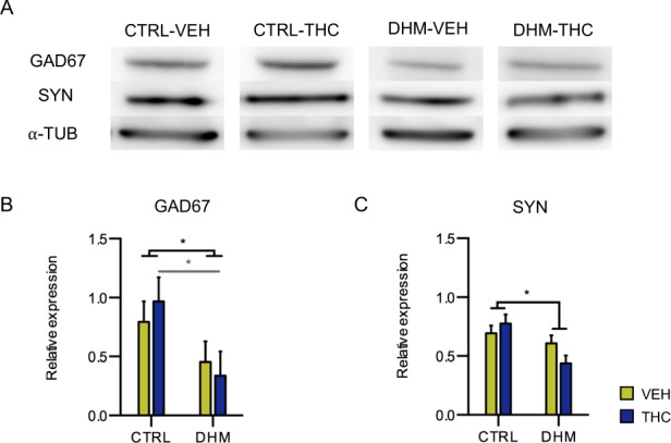 Protein expression studies in the mPFC.Western blot analysis of glutamic acid decarboxylase, 67 kDa isoform (GAD67), synaptophysin (SYN) and α-tubulin (α-TUB) (a). Optical density data analyses show a decrease in the expression of GAD67 (b) and SYN (c) in the DHM model, after two-way ANOVA test. Black asterisks indicate main effects and gray symbols and lines in graphs represent statistically significant differences among groups after post hoc analysis. p < 0.05 (*). Bars represent the mean ± S.E.M. n = 8 animals/group.