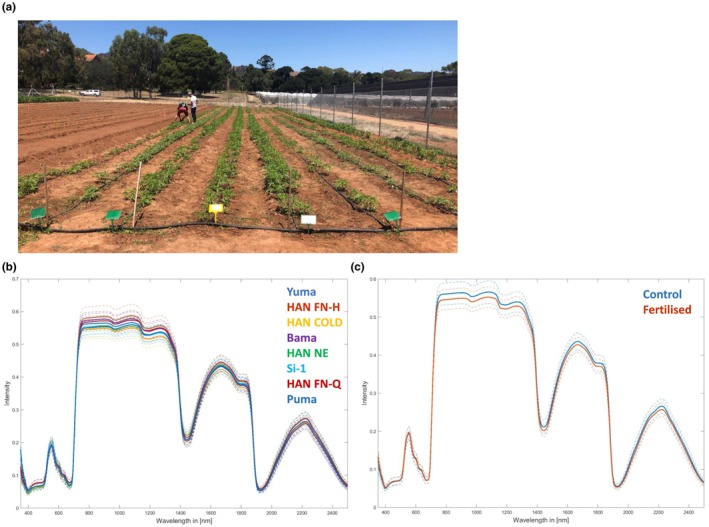 Hyperspectral measurements of dioecious Cannabis sativa L. plants before flowering. (a) The field setting at the measurement day (17/02/2020). C. sativa L. cultivars from left to right are Yuma, HAN FN‐H, HAN COLD, Bama, HAN NE, Si‐1, HAN FN‐Q, and Puma. Spectra were acquired from three leaves per plant from 15 plants per cultivar from two soil conditions (fertilized and control), resulting in 90 spectra per cultivar and 720 spectra in total. (b) The mean reflectance spectra of the eight different cultivars across both soil conditions, and (c) the mean reflectance spectra of the two soil conditions across all cultivars. Dotted lines indicate the variance range.