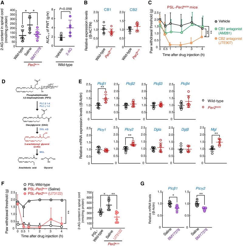 α1D-AR-mediated production of 2-AG is involved in the insensitivity of Per2m/m mice with neuropathic pain. A) Left panel shows the 2-AG content in the spinal cord of male wild-type mice and α1D-AR antagonist BMY7378 (0.1 nmol/mouse, i.th.)-injected PSL-Per2m/m male mice. The 2-AG content was assessed at 2 h after drug injection at ZT10. Values are shown as mean with SD (n = 6). *P < 0.05, a significant difference between the two groups (F2,15 = 10.586, P = 0.001, one-way ANOVA with Tukey–Kramer's post hoc test). Right panel shows the effects of 2-AG on the withdrawal threshold of ipsilateral hind paws of PSL-wild-type male mice. The PWT of ipsilateral side of PSL-wild-type mice was assessed up to 4 h after intrathecal injection of 2-AG (50 µg/mouse) at ZT10. The AUC of PWT after the drug injection was calculated using the trapezoidal rule. Values are shown as means with SD (n = 5). The P-value was calculated using Student’s t test. B) The protein levels of cannabinoid receptor 1 (CB1) and CB2 in the spinal cord of male wild-type and male Per2m/m mice at ZT10. The expression levels of CB1 and CB2 proteins were normalized to that of β-ACTIN. The original images of western blot are presented in Fig. S5. Values are shown as mean with SD (n = 6). C) The withdrawal threshold of ipsilateral hind paw of PSL-Per2m/m male mice was assessed before and after intrathecal injection of CB1 antagonist, AM281 (20 nmol/mouse), and CB2 antagonist, JTE907 (20 nmol/mouse) at ZT 10. Values are shown as mean with SD (n = 5–6). **P < 0.01, a significant difference between the two groups (drug; F2,84 = 19.645; P < 0.001, time point; F5,84 = 3.783; P = 0.004, interaction; F10,84 = 1.701; P = 0.094, two-way ANOVA with Tukey–Kramer's post hoc test). D) Schematic illustration indicating the pathways of 2-AG synthesis and degradation. E) The mRNA levels of 2-AG synthase and degradation enzyme (Plcβ1, Plcβ2, Plcβ3, Plcβ4, Plcγ1, Plcγ2, Dglα, Dglβ, and Mgl) in the spinal cord of male wild-type and male Per2m/m mice at ZT 10. Values are shown as means with SD (n = 6). **P < 0.01, significant difference between the two groups (Student's t test). F) Left panel shows the withdrawal threshold of ipsilateral hind paw of PSL-wild-type male mice and PSL-Per2m/m male mice after intrathecally injected with PLC inhibitor U73122 (10 nmol/mouse) or saline at ZT10. Values are shown as mean with SD (n = 5–6). **P < 0.01, a significant difference between the two groups (drug; F1,54 = 206.345; P < 0.001, time point; F5,54 = 8.620; P < 0.001; interaction; F5,54 = 7.792; P < 0.001, two-way ANOVA). Right panel shows the 2-AG content in the spinal cord of PSL-wild-type male mice and U73122 (10 nmol/mouse, i.th.)-injected PSL-Per2m/m mice. The 2-AG content was assessed 2 h after drug injection at ZT10. Values are shown as mean with SD (n = 5–6). **P < 0.01, *P < 0.05, a significant difference between the two groups (F2,14 = 10.273; P = 0.002, one-way ANOVA with Tukey–Kramer's post hoc test). G) The mRNA levels of 2-AG synthase (Plcβ1 and Plcγ2) in the spinal cord of male Per2m/m mice at 2 h after injection of vehicle or BMY7378 (0.1 nmol/mouse, i.th.) at ZT10. Values are shown as mean with SD (n = 6). **P < 0.01, *P < 0.05, a significant difference between the two groups (Student's t test).