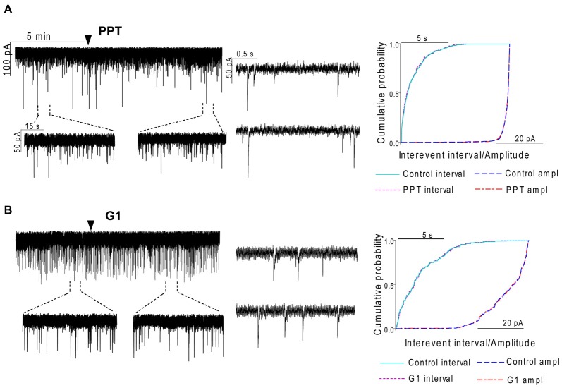 The selective ERα agonist and G protein-coupled estrogen receptor (GPR30) agonist exert no effects on the mPSCs in GnRH neurons of the metestrous female mice. (A) The selective ERα agonist PPT (10 pM, 10 min) was unable to modify the frequency of mPSCs in the recorded GnRH neurons. (B) Similarly, the GPR30 receptor agonist G1 (10 pM; 10 min) did not modify the frequency of the mPSCs. Arrowhead shows the onset of drug administration. Individual events of mPSC show no change in waveform properties of the treated phase (lower insets) compared to the control phase (upper insets) in each mPSC measurements. Cumulative probability plots of the treatments show no change in interevent intervals or amplitudes.