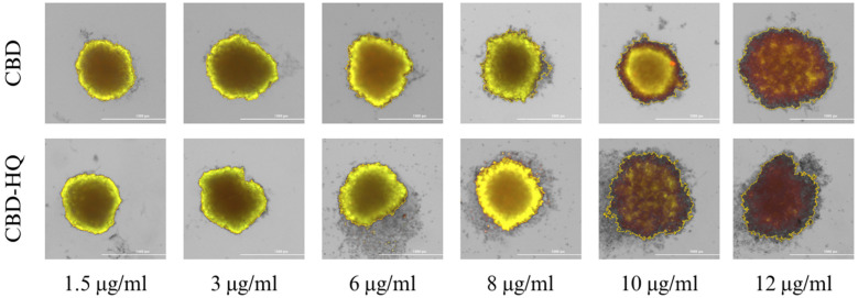 Spheroid 3D culture of colon cancer cells after 48 h of incubation with CBD and CBD-HQ. Abbreviations: CBD—cannabidiol; CBD-HQ—cannabidiol hydroquinone. The scale bar is 1000 µm.