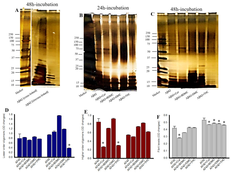 Photo-induced cross-linking of unmodified protein after treatment of different concentrations of Cur and THC. Synthesized Aβ42 was treated with HFIP and then diluted with 60 mM NaOH, 40% deionized water and 50% 20 mM sodium phosphate buffer and incubated with or without different Cur/turmeric derivatives (1 µM) for 24–48 h. The PICUP was then performed and the peptide was run in SDS-PAGE, followed by silver staining. (A): Silver-stained Aβ42 gel image with and without cross-linking. Note that without cross-linking, there is no oligomer or fibril formation observed. (B,C): Representative silver-stained images of Aβ42 with PICUP after treatment with different Cur/turmeric derivatives. (D–F): Oligomer formation was significantly decreased by Cur and THC. * p < 0.05 compared to Aβ42 untreated group.