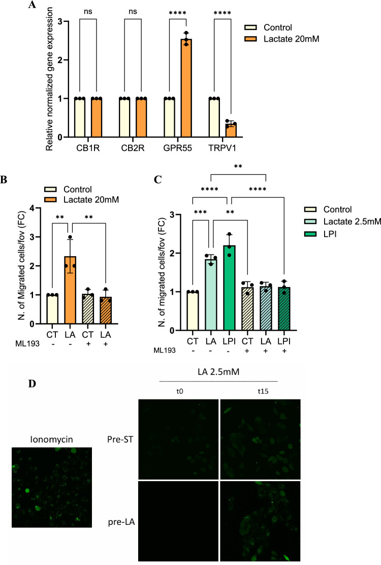 Lactate-sensing by GPR55 supports the migration ability of DU145 cells. A RT-PCR analysis for the CB1R, CB2R, GPR55 and TRPV1 expression in DU145 cells treated with 20 mM lactate for 48 h. Data are reported as Fold Change (FC) with respect to control. B–C 3 × 10.4 DU145 cells treated with 20 or 2.5 mM lactate and 10 µM LPI (C) for 48 h ± ML193 (5 µM) were allowed to migrate through transwell chambers for 16 h. D Representative confocal images showing the levels of calcium flux assessed in DU145 cells after a 48 h-pretreatment with lactate 20 mM and, upon refresh with serum-free medium, the subsequent stimulation with lactate (2.5 mM); ionomycin (5 µM) was reported as positive control (magnification 40 ×; time = 0 and 15 min post-stimulation). All data are represented as the mean ± SEM of n = 3 experiments. Two-way ANOVA following Sidak’s multiple comparisons (A); One-way ANOVA following Tukey’s corrected (B-C). * p < 0.05; ** p < 0.01; ***p < 0.001; **** p < 0.0001