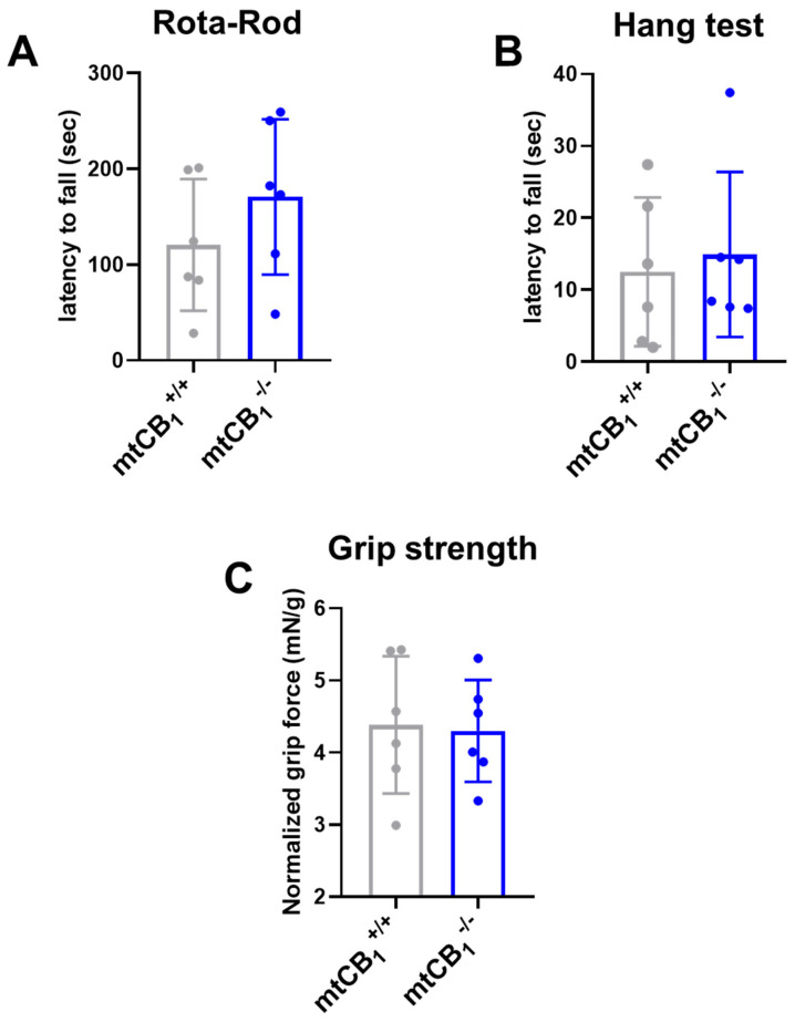 Examination of in vivo coordination and muscle strength following mtCB1 deletion. (A) Rota-Rod coordination tests revealed no change in the latency to fall following mtCB1 ablation. (B) Similarly, the wire hang test uncovered no change in the latency to fall in mtCB1−/− specimens. (C) Grip strength normalized to body weight was preserved in mtCB1−/− mice. Bar graphs represent mean ± SD for N = 6 mice/group in each test.