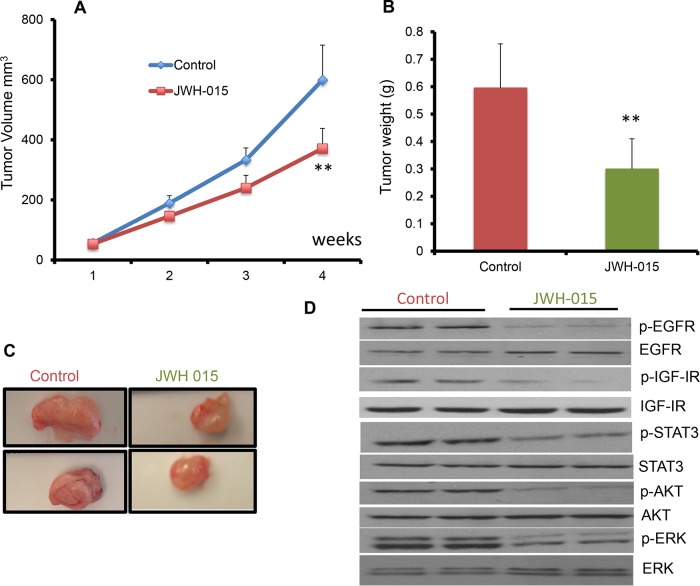JWH-015 suppresses ERα- breast cancer growth in vivo by inhibiting EGF/EGFR and IGF-I/IGF-IR signaling pathwaysA. Tumor volume measurements of orthotopically injected nude mice with SUM159 cells were assessed every week for control and treated groups. B. Tumor weight of vehicle-treated or JWH-015-treated nude mice was determined at the euthanasia day. C. Representative photographs showing tumors dissected from control and treated groups. D. Western blot images of the tumor lysates of the control and treated groups showing the protein expression of phospho-EGFR, phospho-IGF-IR, phospho-STAT3 phospho-ERK and phosphor-AKT (p-EGFR, p-IGF-IR, p-STAT3, p-ERK and p-AKT) and total EGFR, IGF-IR, STAT3, ERK and AKT (EGFR, IGF-IR, STAT3, ERK and AKT).