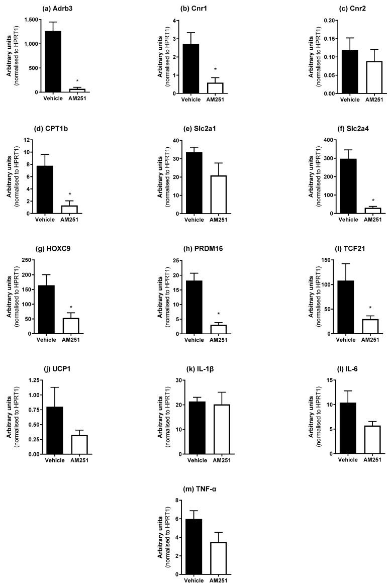 Effect of AM251 treatment in HFD rats on epididymal WAT mRNA expression. HFD rats were injected daily with either AM251 (3 mg/kg of body weight, ip) or vehicle for six weeks. All results are presented as a mean ± SEM in arbitrary units (normalized to housekeeping gene HPRT1) from n = 6–9 (AM251) and n = 7–9 (vehicle) treated rats on an HFD. Significance * p ≤ 0.05 compared to vehicle.