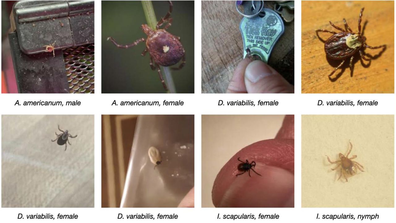 Representative digital images of ticks from the user-generated dataset compiled from iNaturalist, the TickApp, and WMEL.The user-generated test set includes adult, nymphal and larval, male and female, fed and unfed tick specimens of the three most common human-biting ticks in the U.S.A.