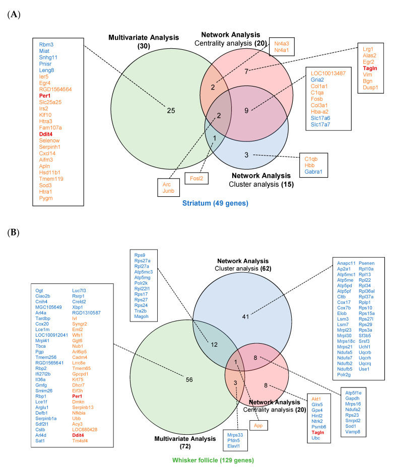Potential diagnostic markers identified in the striatum (A) and in whisker follicles (B) of methamphetamine (MA) self-administered rats. The Venn diagram shows the potential markers identified by the multivariate and network analyses. Orange color: genes increased by MA, Blue color: genes decreased by MA, Red boldfaced: The genes identified both in the striatum and in whisker follicles.