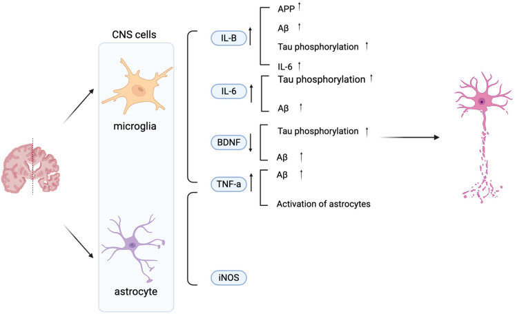 Schematic diagram illustrating the effects of microglia- and astrocyte-derived mediators on neuronal dysfunction in AD. Key 1. IL-6, TNF-α, iNOS, and BDNF modulate AD pathology by promoting Aβ accumulation, Tau phosphorylation, and neuronal damage. Increased IL-1β, IL-6, TNF-α, and iNOS exacerbate neuroinflammation, while decreased BDNF contributes to synaptic loss and impaired neuronal survival. Vertical arrows denote increased or decreased expression levels, while horizontal arrows indicate the direction of regulatory interactions between cells. Created in BioRender. Shuo, S. (2025) https://BioRender.com/wzzu9gq.