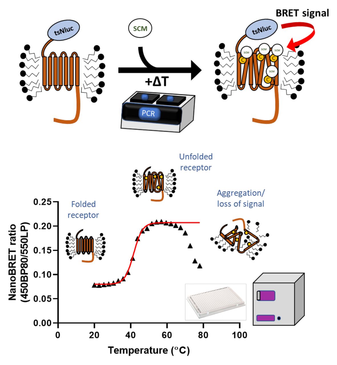 Principle of ThermoBRET assay measured in 384-well plate format.Detergent solubilised non-purified membrane preparations expressing GPCRs fused at the N-terminus with Nluc (or tsNluc) are heated using a PCR thermocycler in the presence of sulfo-Cy3 maleimide (SCM). As the protein unfolds due to thermal denaturation, SCM reacts with newly exposed cysteine residues putting the sulfo-Cy3 acceptor fluorophore in proximity with the Nluc donor. At higher temperatures, protein aggregation leads to a decrease in the NanoBRET signal and these points are truncated before fitting to a Boltzmann sigmoidal equation to obtain a melting point (Tm).