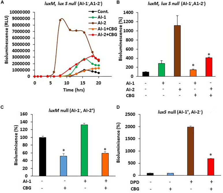 CBG antagonizes the quorum sensing signals delivered by autoinducers. (A) The relative bioluminescence of luxM, luxS double mutant MM77 (AI-1–, AI-2–) strain was measured over time in the absence or presence of AI-1, AI-2 and/or 1 μg/ml CBG. The bioluminescence was corrected for differences in bacterial growth by simultaneously measuring the optical density at 595 nm. (B) The relative bioluminescence as determined by the area under the curve (AUC) of the graph presented in (A) N = 3, *p < 0.05. (C) The relative bioluminescence as determined by the area under the curve (AUC) of luxM null mutant BB152 (AI-1–AI-2+) exposed to AI-1 and/or 1 μg/ml CBG. N = 3. *p < 0.05. (D) The relative bioluminescence as determined by the area under the curve (AUC) of luxS null mutant MM30 (AI-1+AI-2–) exposed to the AI-2 precursor DPD (10 μM) and/or 1 μg/ml CBG. N = 3, *p < 0.05.