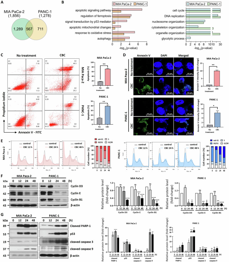 Cannabichromene (CBC) treatment induces cell death via the apoptotic pathway in human pancreatic cancer cells.A mRNA-seq analysis identified 2567 differentially expressed genes (DEGs) in two MIA PaCa-2 and PANC-1 pancreatic cancer cells. B Gene Ontology (GO) and KEGG pathway analyses showed the relative enrichment of the apoptotic signaling pathway, regulation of ferroptosis, cell cycle, and DNA replication. Statistical significance is displayed as the −log10 (p-value), where the enrichment p-value was obtained using DAVID software. The dotted line indicates the p-value cutoff used. Left: upregulated genes; right: downregulated genes. C Annexin V-FITC/propidium iodide (PI) staining analysis was performed using pancreatic cancer cells after CBC treatment for 24 h. The graph represents the number of increased apoptotic MIA PaCa-2 and PANC-1 cells, respectively. Statistical significance was determined using Student’s t test, with P ≤ 0.05. D An annexin V-FITC fluorescence image was also captured from the cultured pancreatic cancer cells based on the same treatment condition. E FACS analysis was performed on CBC-treated pancreatic cancer cells. CBC treatment resulted in an increased dead cell population after 24 h. Statistical significance was determined using Student’s t test, with P ≤ 0.05. F Western blot analysis also performed on cyclin proteins in CBC-treated pancreatic cancer cells. Expression levels of most cyclin proteins were downregulated after CBC treatment. The graphs were obtained based on densitometric data from western blot images. G Western blot analysis was performed on two pancreatic cancer cells after CBC treatment. The expression of cleaved PARP-1, p53, and cleaved caspase-3 and 9 was increased in CBC-treated cancer cells. The graphs were obtained based on densitometric data from western blot images. Statistical significance was determined using Student’s t tests, with P ≤ 0.05 indicating statistical significance. Results are expressed as mean ± SD (n = 3). Statistical analysis was performed with one-way ANOVA followed by Dunnett’s multiple comparison test, with P < 0.01 or P < 0.001 vs. 0 h. MIA PaCa-2 and PANC-1 cells were treated with 35 μM and 30 μM CBC, respectively.