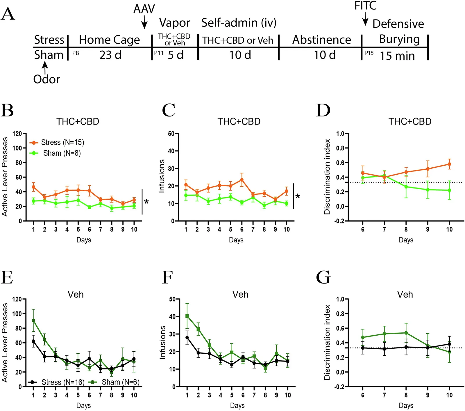 Acute restraint stress potentiated THC+CBD use in males.A Experimental timeline outlining THC + CBD self-administration, abstinence and the defensive burying task, used in Figs. 1, 2–5. P represents the postnatal weeks. A total of 6 treatment groups were used to discern the effects of stress vs sham pretreatment, THC + CBD vs vehicle self-administration, and stress-conditioned vs neutral odors. This design allowed us to interpret associations among stress, CS, and THC + CBD on MMP activity, astroglial morphology, and the behavioral components of defensive burying. B Acute restraint stress heightened active lever pressing during THC + CBD self-administration (two-way repeated measure ANOVA stress: F1,21 = 4.54, p = 0.045; days: F9,189, p = 0.002, ƞ2 = 0.08). C Stressed rats consumed more THC + CBD compared to sham animals (two-way repeated measure ANOVA stress: F1,21 = 5.404, p = 0.03, ƞ2 = 0.1). D The sham and stress groups showed no differences in their ability to distinguish between the active (THC + CBD infusion) and inactive (no consequence) levers during the final 5 days of self-administration, which corresponds to a stage where self-administration is well established. The dotted line represents a 2:1 ratio of active to inactive. E Acute stress did not affect the active lever presses during vehicle self-administration. F Sham and stress groups consumed the same amount of vehicle. G No difference was observed between sham and stress rats on the discrimination index during vehicle self-administration. See table S2 for complete analysis. Data are shown as mean ± SEM. Number of animals is expressed in brackets. *p < 0.05, comparing stress to sham.