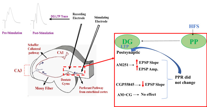 Representative graph indicating sites of stimulating and recording electrodes in a hippocampus sagittal section. Representative sample traces of evoked field potential in the DG noted before and 60 min following high frequency stimulation are indicated at the top of the figure (left side). Hippocampus figure was painted by Dr. Seyed Asaad Karimi