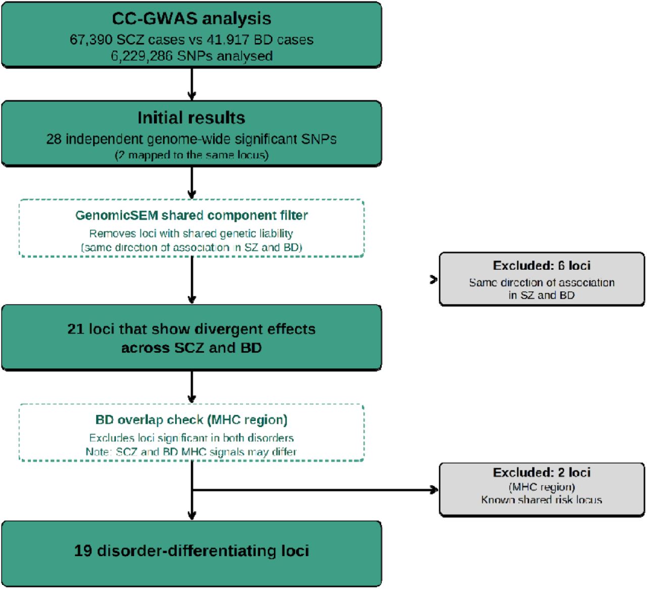 Flow diagram illustrating the progressive refinement from initial CC-GWAS results (27 loci) to the final set of 19 disorder-differentiating loci. Following genome-wide association analysis comparing 67,390 schizophrenia cases with 41,917 bipolar disorder cases, we applied two filtering steps. First, loci showing evidence of shared genetic liability (p<1×10⁻⁵ in the GenomicSEM shared component) were excluded as these represent convergent rather than divergent effects (6 loci removed). Second, two MHC region loci containing multiple g nome-wide significant SNPs in the bipolar disorder GWAS were excluded as these represent known shared risk loci (2 loci removed). The final 19 loci comprised 16 (84%) showing divergent effects (opposite-direction associations between disorders) and 3 showing convergent effects (same direction, larger effect in schizophrenia).