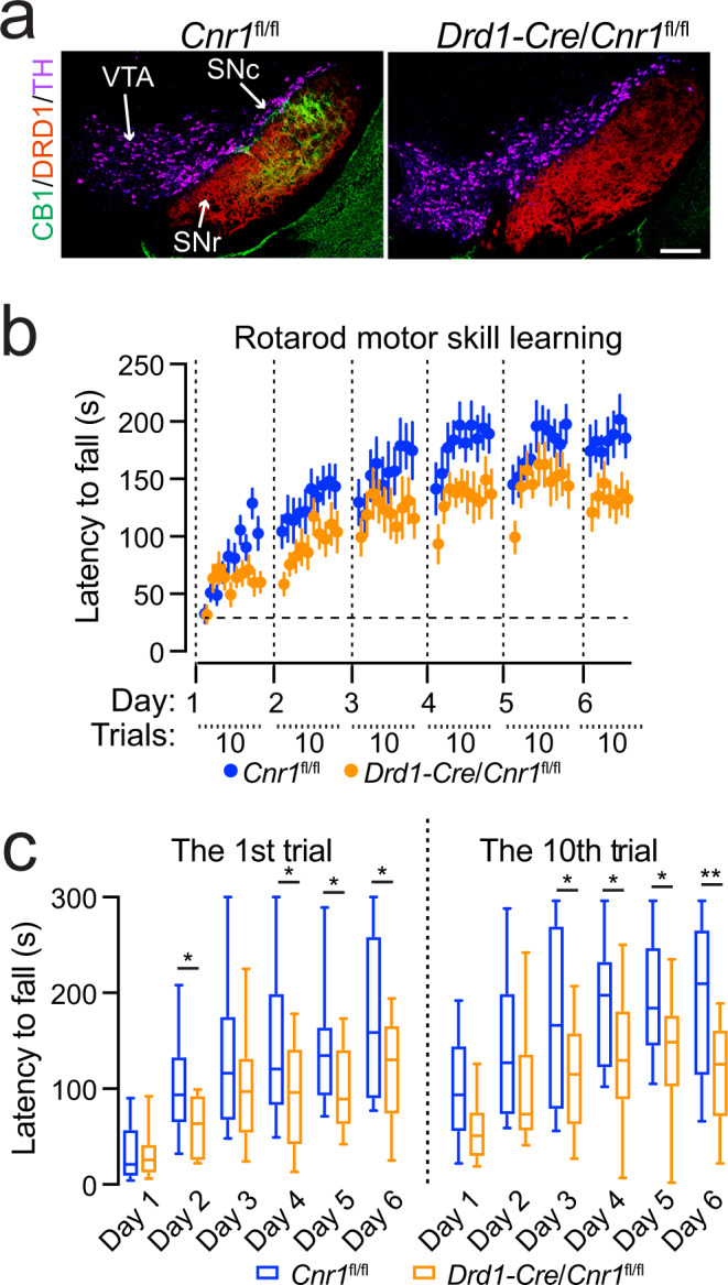 Genetic deletion of CB1 receptor in dSPNs impairs rotarod locomotor skill learning.a Co-staining of CB1 (green), DRD1 (red), and TH (purple) in the midbrain sections of homozygous floxed CB1 (Cnr1fl/fl) and Drd1-Cre/Cnr1fl/fl mice. Scale bar: 100 μm. More than five independent experiments were performed. b Rotarod locomotor skill training of Cnr1fl/fl (n = 14, 7 M/7F) and Drd1-Cre/Cnr1fl/fl (n = 12, 6M/6F) mice. Data were presented as mean ± SEM. Two-way ANOVA, genotype: F(1, 24) = 6.301, p = 0.0192. c Box and whiskers plot (the minimum, the 25th percentile, the median, the 75th percentile, and the maximum) of rotarod performance in the first and 10th trial on each day with the same cohorts of Cnr1fl/fl (n = 14, 7M/7F) and Drd1-Cre/Cnr1fl/fl (n = 12, 6M/6F) mice. Multiple unpaired t test, two-tailed, *p < 0.05, **p < 0.005.