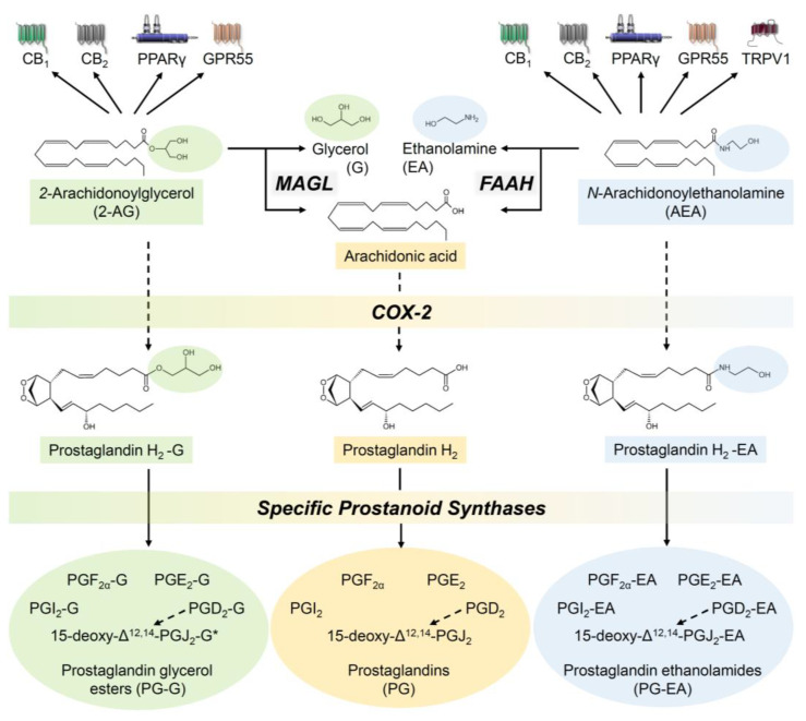 Degradation of AEA and 2-AG by FAAH, MAGL and COX-2 to analytically detectable or putative (*) metabolites. The arrows indicate activations or inductions. Dashed arrows show that various intermediate steps in the metabolism lead to the next parameter. All abbreviations are given in the text.
