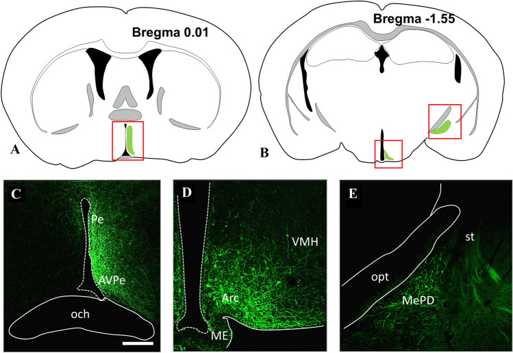 Illustration of the brain areas containing Cre expressing KP neurons (A and B), which underwent a virus-based identification in the preoptic (C), arcuate (D), and medial amygdala (E) regions, respectively. The expressed YFP has been immunohistochemically amplified to show membranes of KP neurons. Modifications of the atlas images from the mouse brain atlas of Paxinos and Franklin’s (2012). Scale bar 200 µm. Arc arcuate nucleus, AVPe anteroventral periventricular nucleus, ME median eminence, MePD posterodorsal subdivision of medial amygdala, och optic chiasm, opt optic tract, Pe periventricular hypothalamic nucleus, st stria terminalis, VMH ventromedial hypothalamic nucleus