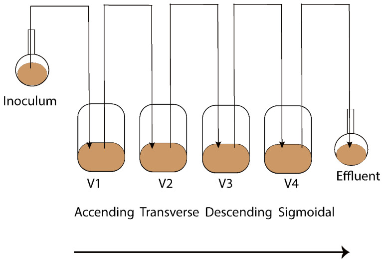 Schematic representation of the Enteromix simulated colon model. The vessels in one unit (V1–V4) simulate the different compartments of the human colon from the proximal to the distal part, each having a different controlled pH and flow rate. The whole unit is maintained anaerobically and at 37 °C. See [13] for more details. A total of 44 samples were gathered from vessels (V1–V4) of the in vitro colon simulator and were kept at −80 °C until lipidomics analysis. These samples were obtained from 11 simulations, each involving four vessels. Among these simulations, eight were conducted for 48 h, while three were conducted for 24 h.
