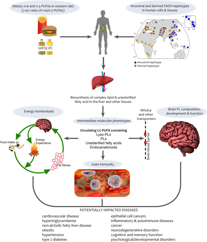 Impact of FADS Gene* Dietary PUFA Interaction on energy homeostasis, innate immunity and brain development, memory, and cognitive function. This figure illustrates how levels of PUFAs in western diets20,57 interact with global variation within the FADS locus to impact levels of LC-PUFA-containing lysophospholipids (lyso-PL), phospholipids (PL), unesterified fatty acids, and endocannabinoids. In turn, circulating and tissue levels of these lipid molecular species impact energy homeostasis58, innate immunity59, and brain PL composition, development, and function, potentially impacting a wide variety of human diseases60.