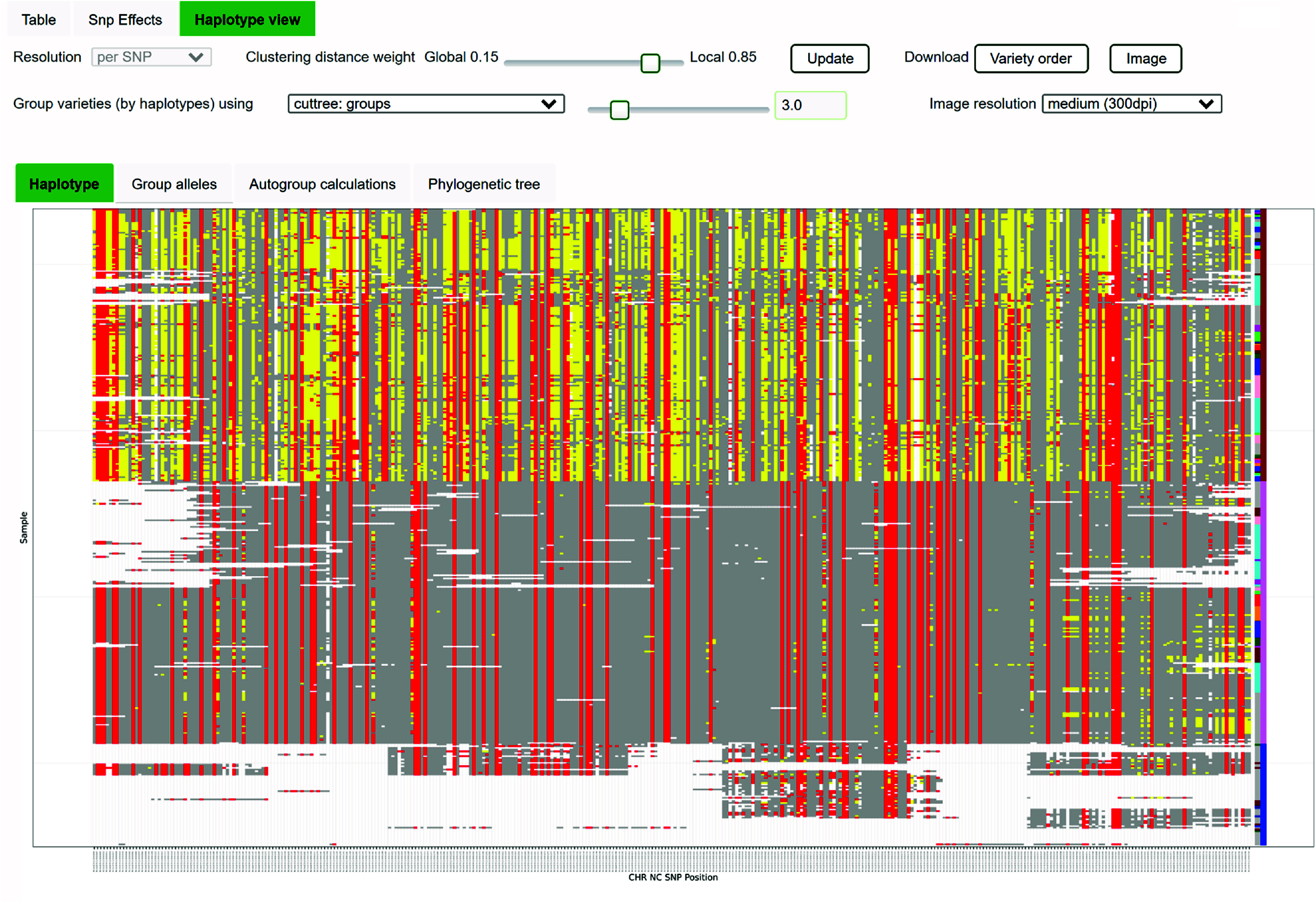 CannSeek Haplotype viewer. The Haplotype viewer of CannSeek clusters the samples of the queried region and displays the heatmap of allele values. In this example, it used the WGS7DS dataset, cs10 reference in the region of LOC115697762 (XP_030480746.1 cannabidiolic acid synthase), chromosome 7 30.98Mb. The heatmap colors indicate reference alleles (gray), alternate (red), heterozygous (yellow), and missing (white). The legacy cultivar type information and cluster group are colored in the last columns. This particular region shows a good match of haplotype cluster and hemp/drug type.