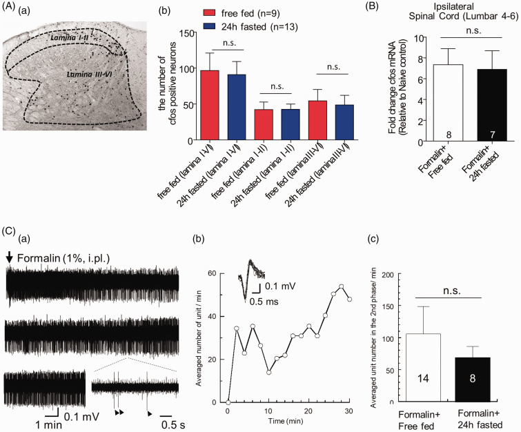 The effect of fasting on nociceptive signaling in the spinal cord in the formalin-induced acute inflammatory pain model. (A) Formalin-induced c-Fos protein expression in the spinal cord of lumbar (L4-L5) segments. Representative expression of c-Fos protein in L4-L5 (a). The quantification of c-Fos protein expression (b). The total number of c-Fos positive neuron from lamina I to VI and the number of c-Fos positive neuron from lamina I to II (superficial dorsal horn) were counted. (B) Formalin-induced c-Fos mRNA expression in the spinal cord of lumbar segments. As compared with the free-fed group, formalin-induced c-Fos expression was not different in the 24 h fasted group. (C) An example of continuous chart recording showing spinal neuronal unit firings in response to cutaneous formalin injection in free-fed mice (a). The lowest trace in the right are shown in an expanded timescale. Arrowheads indicate unit neuronal firings during the action (in the 2nd phase) of formalin. The time-course of the average number of unit firing shown in (Ca) showing a formalin-induced biphasic response (b). Insets show ten superimposed single unit firings indicated by arrowheads in a. 24 fasted mice also showed a similar formalin-induced biphasic response in the spinal dorsal horn (see Results). The number of unit firings in the 2nd phase between free-fed and 24 fasted groups was not different (c) ((A), (B), (C) unpaired t-test).