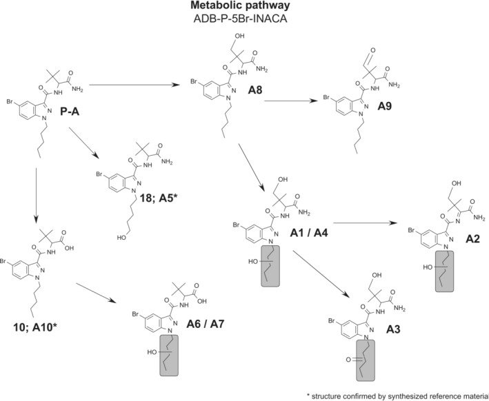 Proposed metabolic pathway of ADB‐P‐5Br‐INACA. Gray areas mark potential positions for hydroxylation/dehydrogenation.