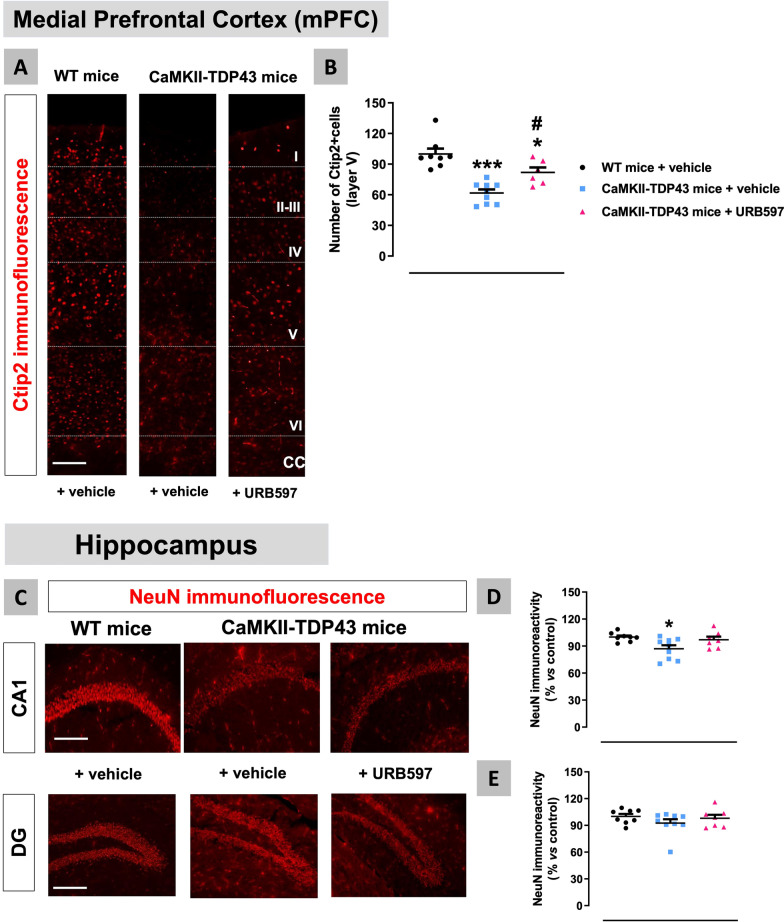 Data of immunofluorescence with Ctip2 in the mPFC (panels A,B) and NeuN in the hippocampus (CA1 subfield and dentate gyrus) (panels C–E) of FTD and wildtype male mice at PND90 after a chronic treatment with URB597 or vehicle, including representative microphotographs (panels A,C) for each genotype and treatment (scale bar = 50 μm). Details in the text. Data were expressed as means ± SEM and were analysed by one-way analysis of variance followed by the Bonferroni test (*p < 0.05, ***p < 0.005 versus wildtype mice treated with vehicle; #p < 0.05 versus FTD mice treated with vehicle)