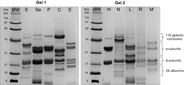 Protein profiles of 10 acetone-extracted cold-pressed oils. Lanes: S—sunflower; Se—sesame; P—pumpkin; C—coconut; E—evening primrose; H—hemp; N—nigella; L—flax (linen); R—rapeseed; M—milk thistle.