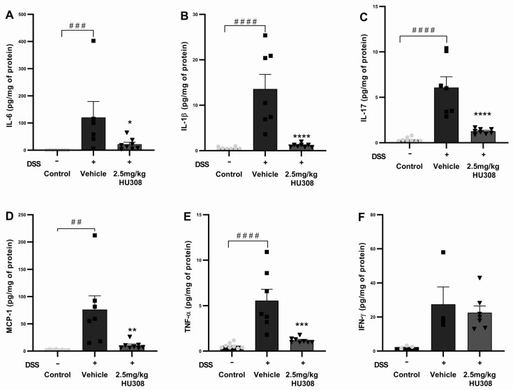 HU308 reduces pro-inflammatory cytokine levels in DSS-induced colitis. (A) IL-6 levels. (B) IL-1β levels. (C) IL-17 levels. (D) MCP-1 levels. (E) TNF-α levels. (F) IFN-γ levels. Data are presented as mean ± SEM. * p < 0.05, ** p < 0.01, *** p < 0.001, **** p < 0.0001 vs. vehicle; ## p < 0.01, ### p < 0.001, #### p < 0.0001 vs. control. Statistical significance was determined using one-way ANOVA followed by Dunnett’s multiple comparisons test.
