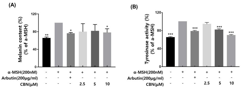 Effects of CBN on α-MSH-induced melanogenesis in B16F10 melanoma cells. (A) Melanin content was measured in B16F10 melanoma cells stimulated with α-melanocyte-stimulating hormone (α-MSH, 200 nM) to induce melanogenesis and treated with various concentrations of cannabinol (CBN 2.5, 5, and 10 µM) for 48 h. Arbutin (200 µg/mL) was used as a positive control. (B) Tyrosinase activity was evaluated under the same treatment conditions. Cell lysates were incubated with L-DOPA as a substrate, and the dopachrome formation was measured spectrophotometrically. Data are presented as the mean ± standard deviation (n = 3 per group), relative to the α-MSH-treated control. Statistical significance was determined using one-way ANOVA followed by post hoc analysis, as described in the Materials and Methods Section. * p < 0.05, ** p < 0.01, *** p < 0.001.
